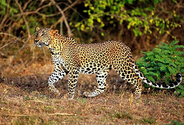 Ancient columns icon