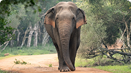 Ancient columns icon