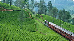 Ancient columns icon